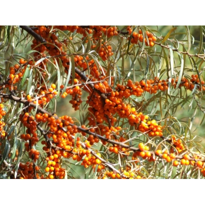 Ветви с ягодами облепихи на фоне зелени - Витвирня
