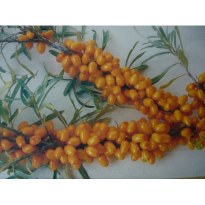 Иллюстрация веток облепихи с ягодами - ЗАРЯ ДАБАТ