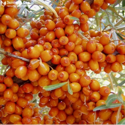 Крупный план ягод облепихи на ветке - Жемчужница