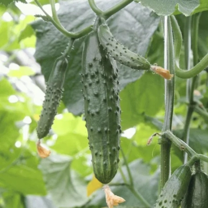 Огурец на растении - 19-2/31 П