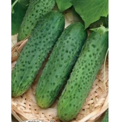 Свежие огурцы сорта 27 РУ 404 в плетеной корзине