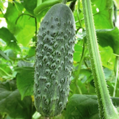 Спелый огурец сорта 3050 F1 на фоне листьев