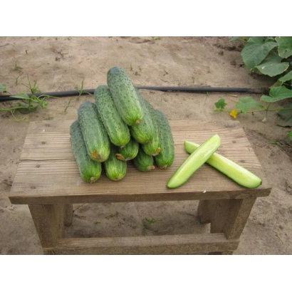 Свежие огурцы сорта Аякс F1 на деревянном столе
