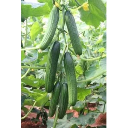 Свежие огурцы Аббад F1 на грядке