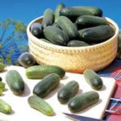 Корзина с огурцами сорта Ацтек F1 на фоне зелени