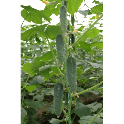 Admiral cucumber variety on plant