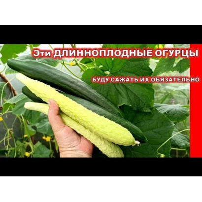 Hand holding long cucumbers of variety ADZIIKKAKU against leafy background