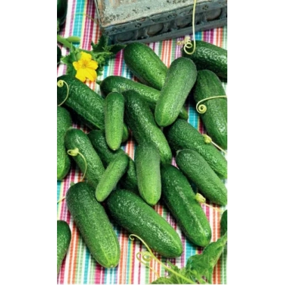 Свіжі огірки на кольоровій тканині - Акцент