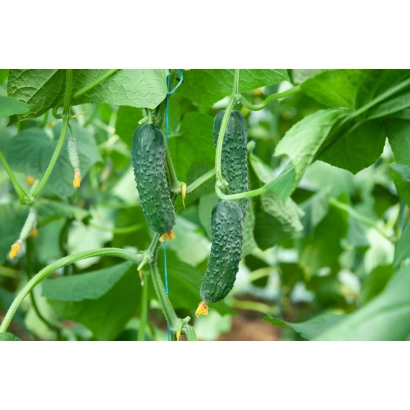 Огірки АКСИНЬЯ на гілці в теплиці