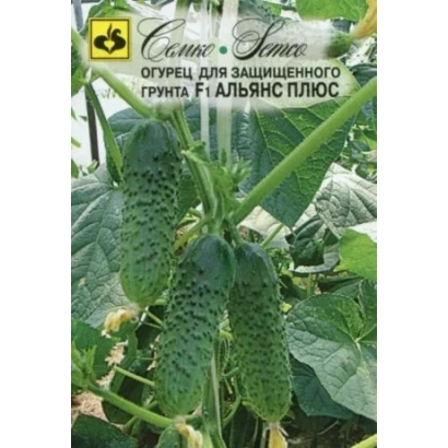 Пакет семян огурца Альянс Плюс на фоне растения