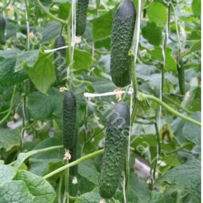 Allur cucumber variety growing in field