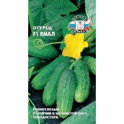 Семена огурца сорта ЯМАЛ на фоне зеленых плодов и цветка.