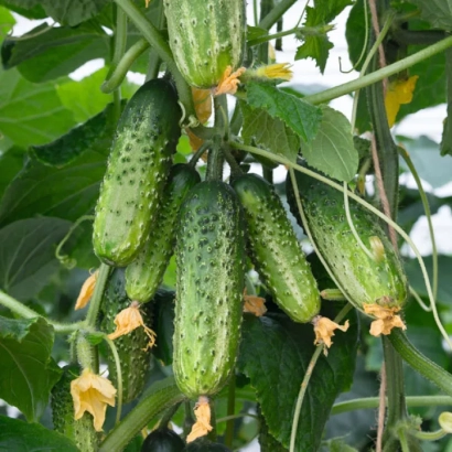 Огурцы сорта Амант F1 на растении