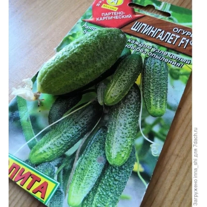 Пакет семян огурца Шингалат F1 с изображением огурцов - Амулет