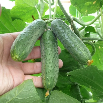 Рука тримає три огірки сорту Анджелина на фоні листя - АНДЖЕЛІНА