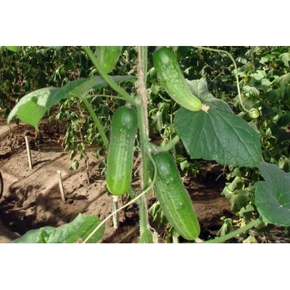 Огурцы на растении в поле - Анет F1