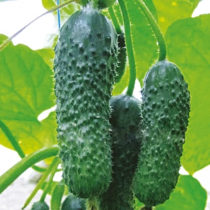 Свежие огурцы сорта Анзор на грядке