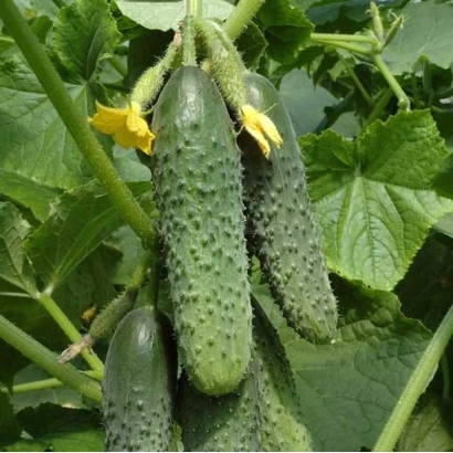 Свежие огурцы сорта Анубис на растении с желтыми цветами
