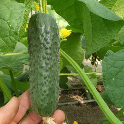 Свежий огурец сорта АНВАР на грядке