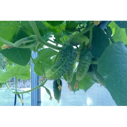 Огурцы сорта Апогей на растении