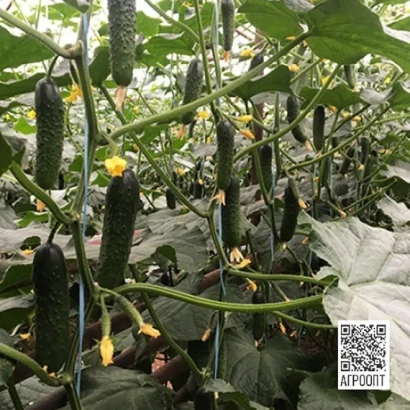 Фото огурцов на грядке с QR-кодом в углу - АРИНАРА