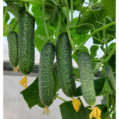 Свежие огурцы на лозе с желтыми цветами - АРПАЧИН