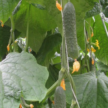 Огірок на грядці з листям та квітами - Арсенал