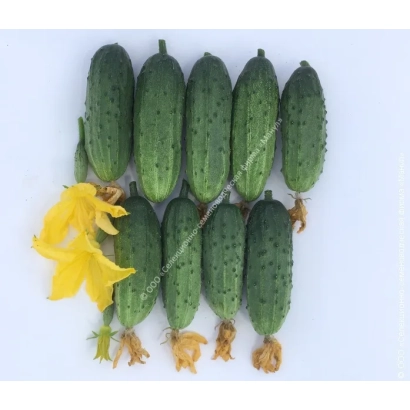 Свіжі огірки з квітом на білому фоні - АРШИН