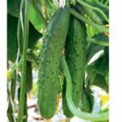 Свежие огурцы на лозе - Аскер F1