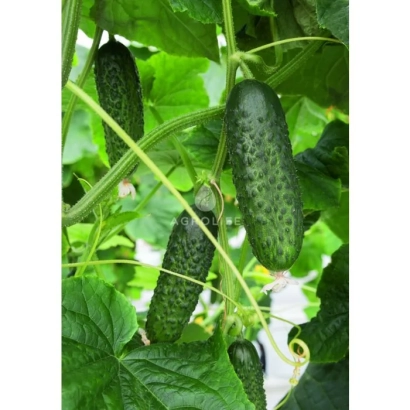 Огірки на рослині - Атік