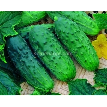 Свіжі огірки сорту Атілла на фоні листя та квітки - Атила