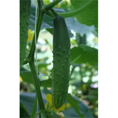 Огурец на растении - Атлет F1
