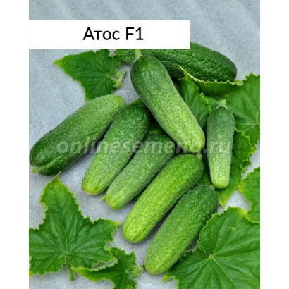 Cucumbers of variety ATOS F1 on leaf background