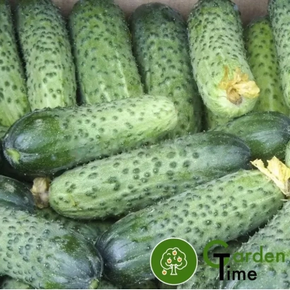 Свежие огурцы сорта Аваланж на фоне