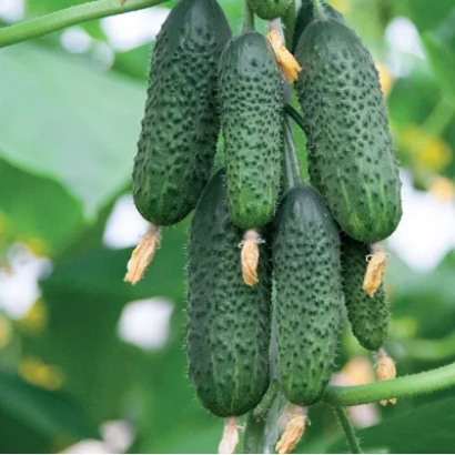 Свіжі огірки сорту АВАНТЮРА на гілці