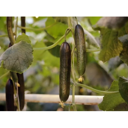 Свежие огурцы сорта Авантюрин на лозе