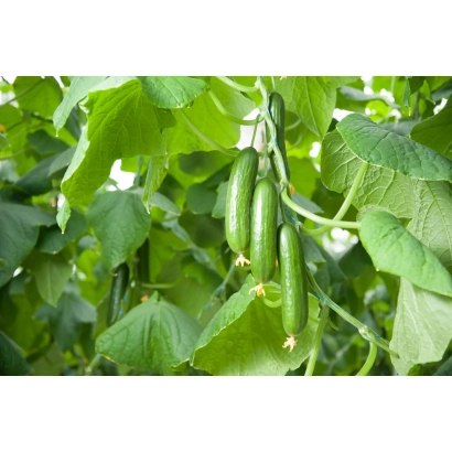 Fresh cucumbers on the vine - Avrora