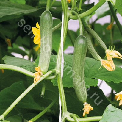 Cucumbers on plant with yellow flowers - AZADI