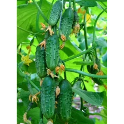 Fresh cucumbers on vines with flowers - F1 Alphabet
