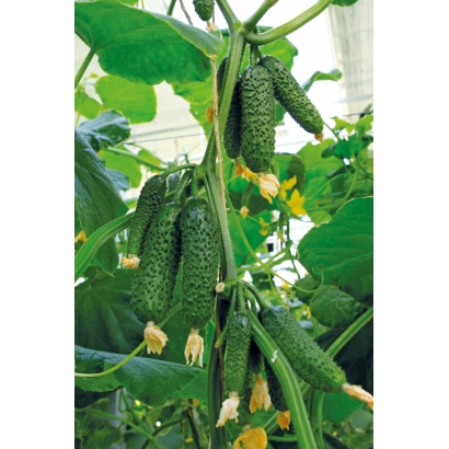 Cucumbers on a vine with yellow flowers - BORN