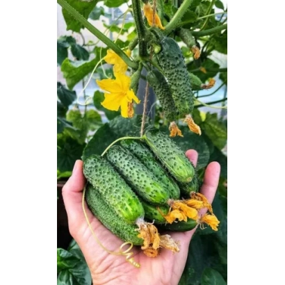 Рука держит свежие огурцы сорта Байкал на фоне растения с цветами.