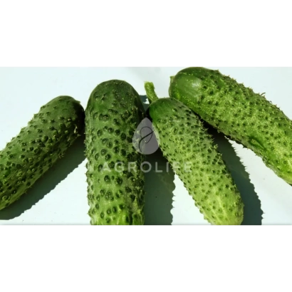 Свежие огурцы сорта Бакшиш на белом фоне