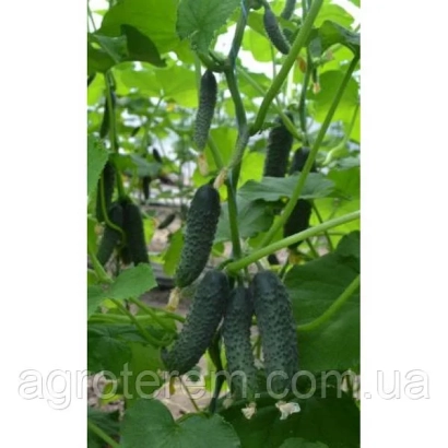 Огірки на рослині, сорт БАЛІНТ