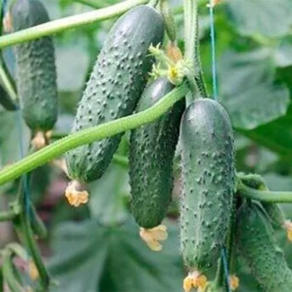 Fresh cucumbers on the vine - Balkan