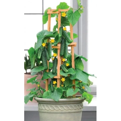 Огурец на подставке в горшке с желтыми цветами - БАЛКОННЫЙ КРАСАВЧИК ХИКМЕТ