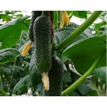 Свежие огурцы на растении - БАВАРЕЦ