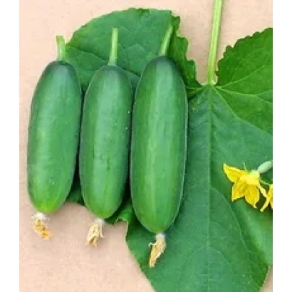 Три зеленых огурца сорта Базар F1 на листьях с цветком