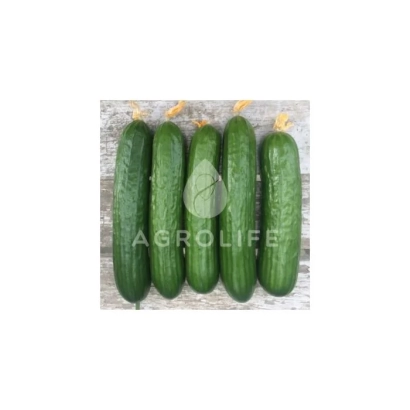 Five cucumbers of the Bazis variety on a light background with AGROLIFE logo