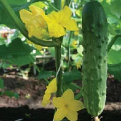 Огурец на растении с желтыми цветами - Бегунок F1