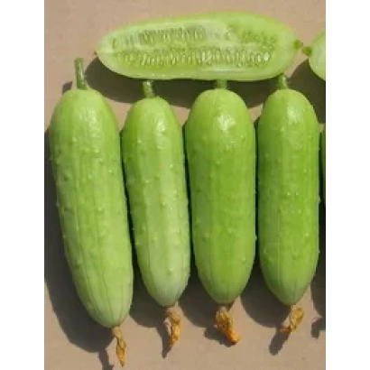 Свежие огурцы сорта Белка F1